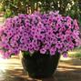Wave Pink Passion Wave Petunia Jumbo 6 pack 17.99 sale price
